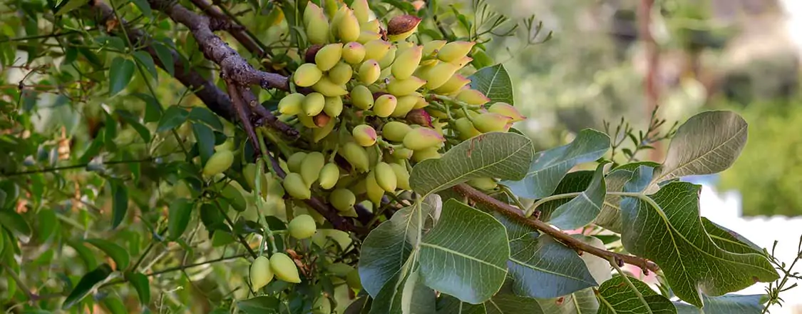 Pistachio Agricultural Land Investment in Turkey Invest in a pistachio garden with high 