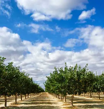 Advantages of Pistachio Investment in Turkey: Price and Market