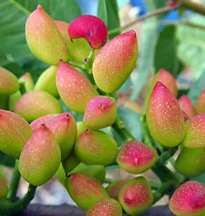 Growing Pistachio and Pistachio Market in Turkey