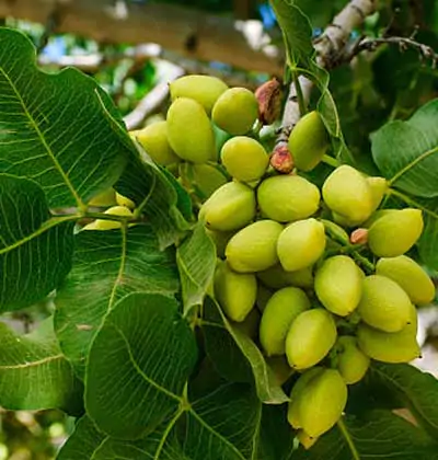 Our Pistachio Garden Management Service