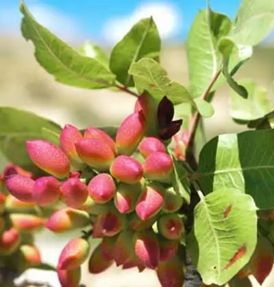 Pistachio Garden Investment