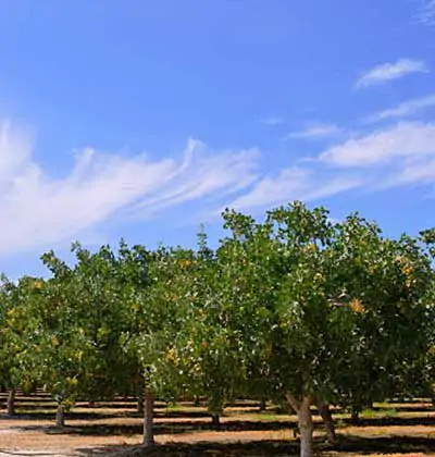 Pistachio Garden Investment in Turkey