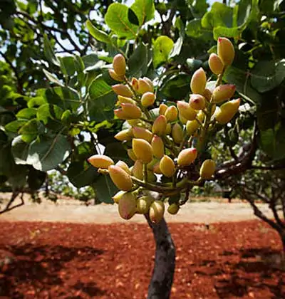 Pistachio Properties and Yield