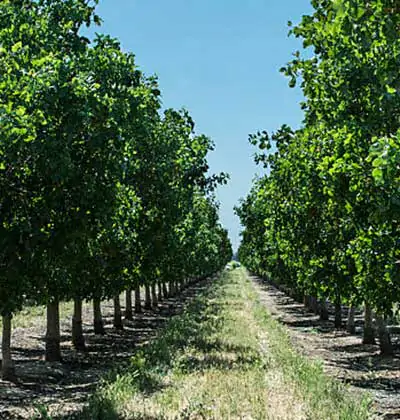 Why Pistachio Agricultural Land Investment Should Be Made in Turkey?